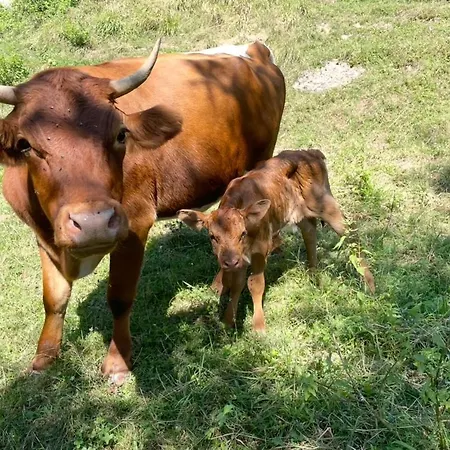 公寓 Zerko Janko With Jacuzzi And Sauna Mirna