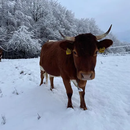 公寓 Zerko Janko With Jacuzzi And Sauna