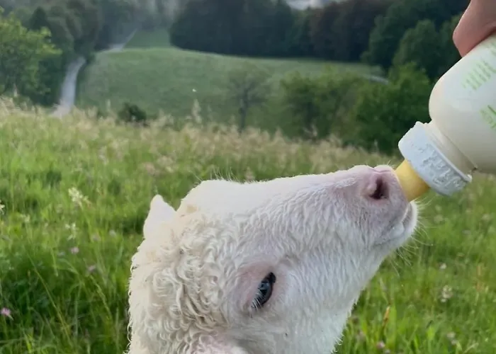 Zerko Janko With Jacuzzi And Sauna *