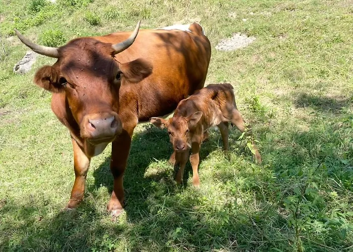 アパート Zerko Janko With Jacuzzi And Sauna Mirna