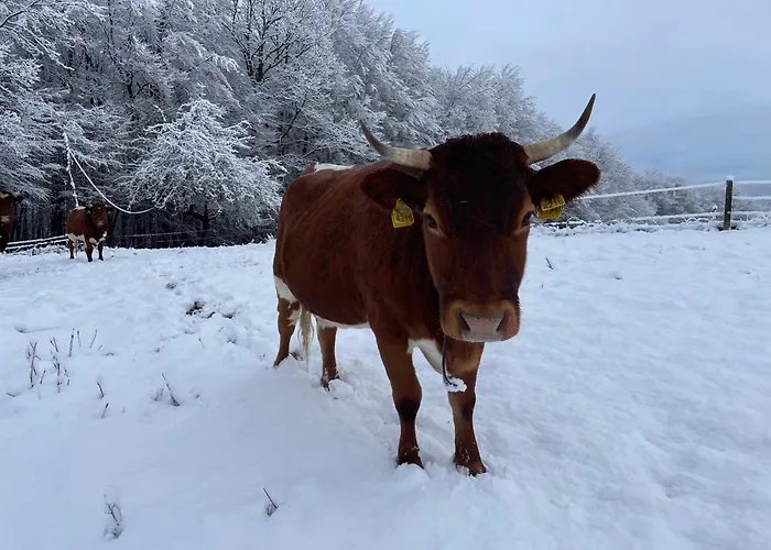 アパート Zerko Janko With Jacuzzi And Sauna